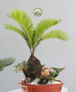 cây vạn tuế để bàn