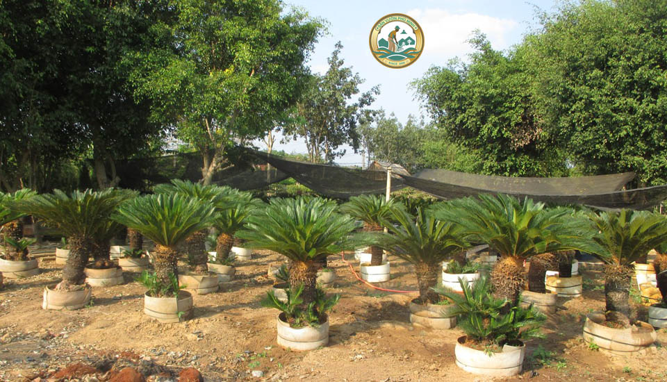 cây vạn tuế mini