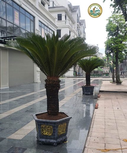 cây vạn tuế sân vườn