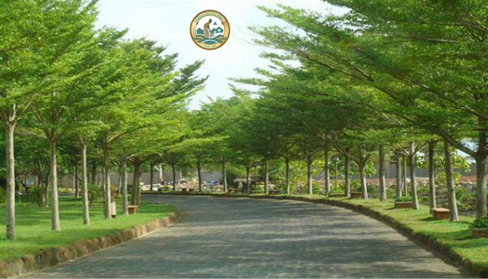 Giá cây bàng đài loan tại Hà Nội