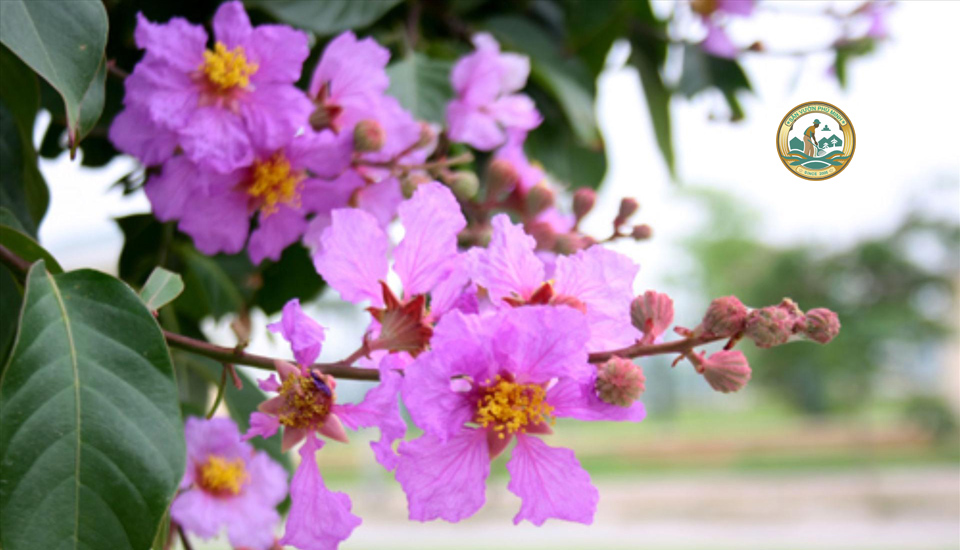 Giá cây bằng lăng tại Hà Nội