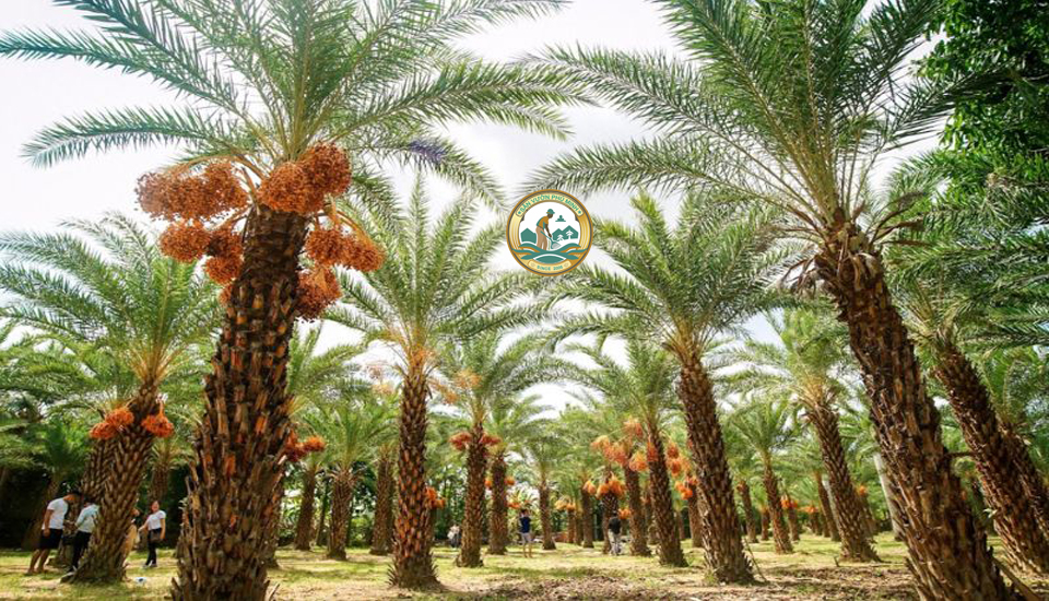 Giá cây chà là tại Hà Nội