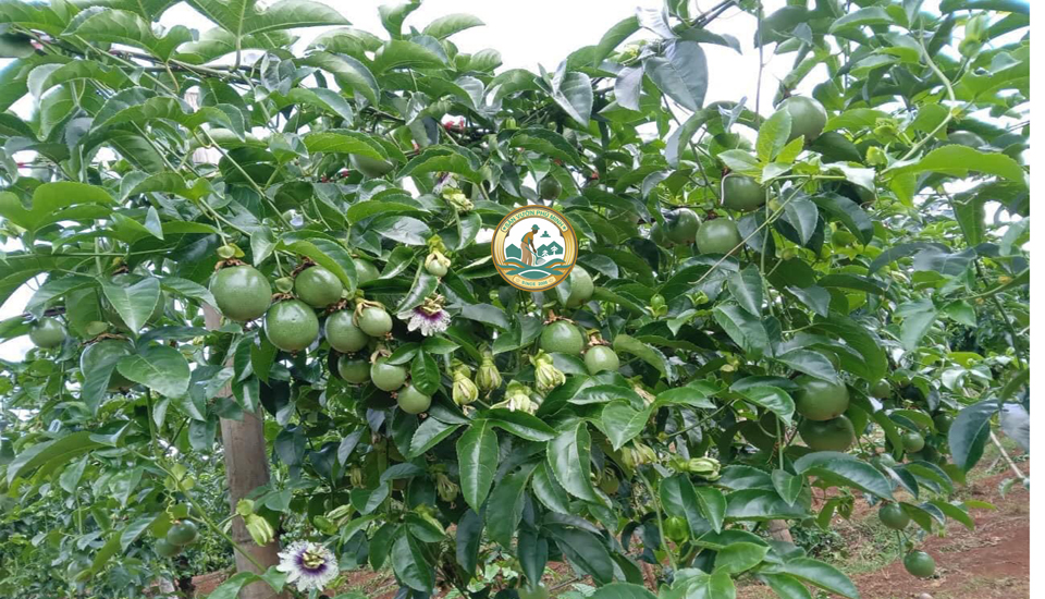 giá cây chanh tại Hà Nội