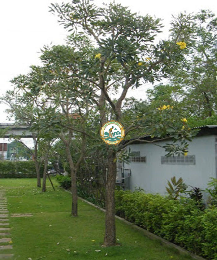 Giá cây chuông vàng tại Hà Nội