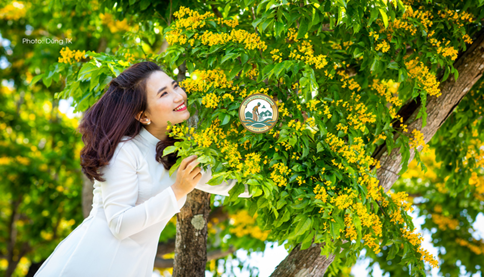 giá cây giáng hương tại Hà Nội