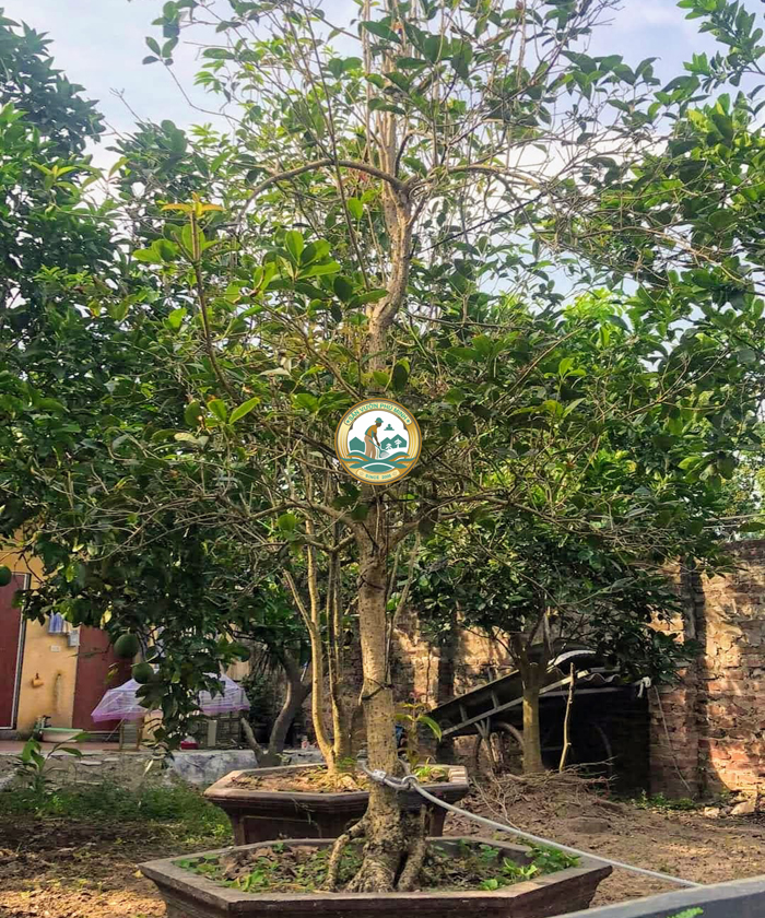 giá cây mộc hương tại Hà Nội