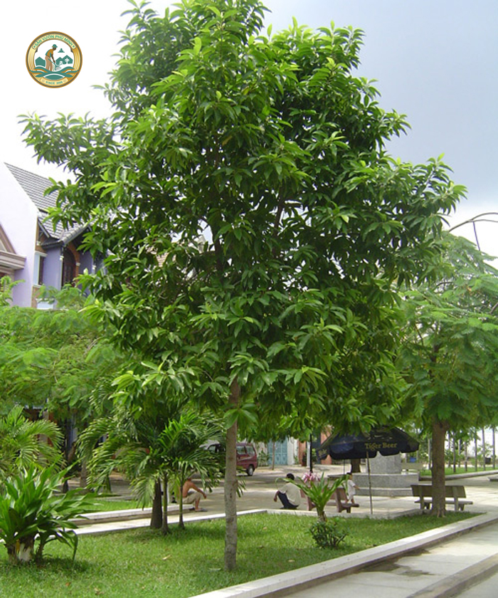 Giá cây ngọc lan tại Hà Nội