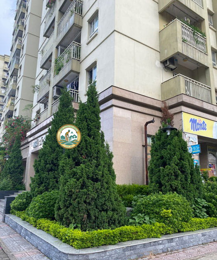 giá cây tùng tháp