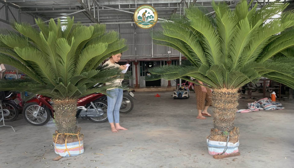 Giá cây vạn tuế tại Hà Nội