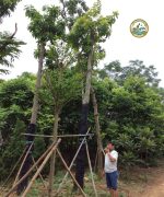 Mua cây sala Hà Nội