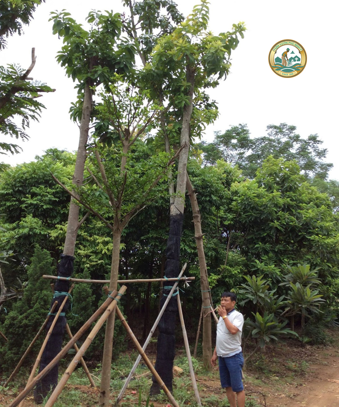 Mua cây sala Hà Nội