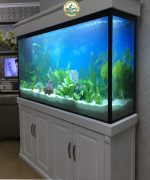 Bán bể cá cảnh treo tường Hà Nội