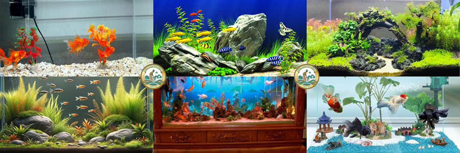 bể cá cảnh Hà Nội