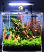 Bể Cá Cảnh Thủy Sinh Hà Nội