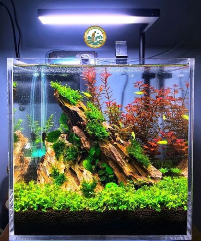 Bể Cá Cảnh Thủy Sinh Hà Nội