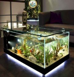 Bể Cá Cảnh Trong Nhà Hà Nội