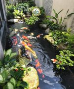 Bể Cá Sân vườn Hà Nội