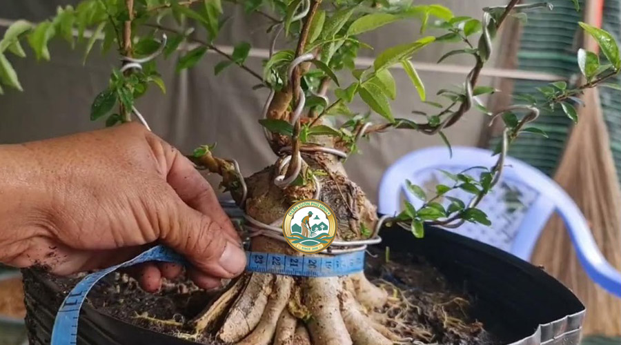 Cắt Tỉa Cây Mai Chiếu Thủy tại Hà Nội