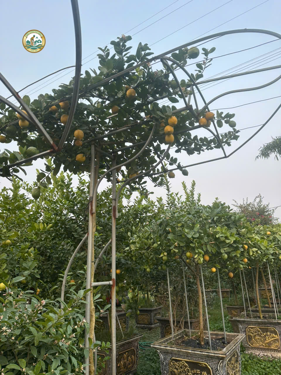 cây chanh mỹ giá rẻ