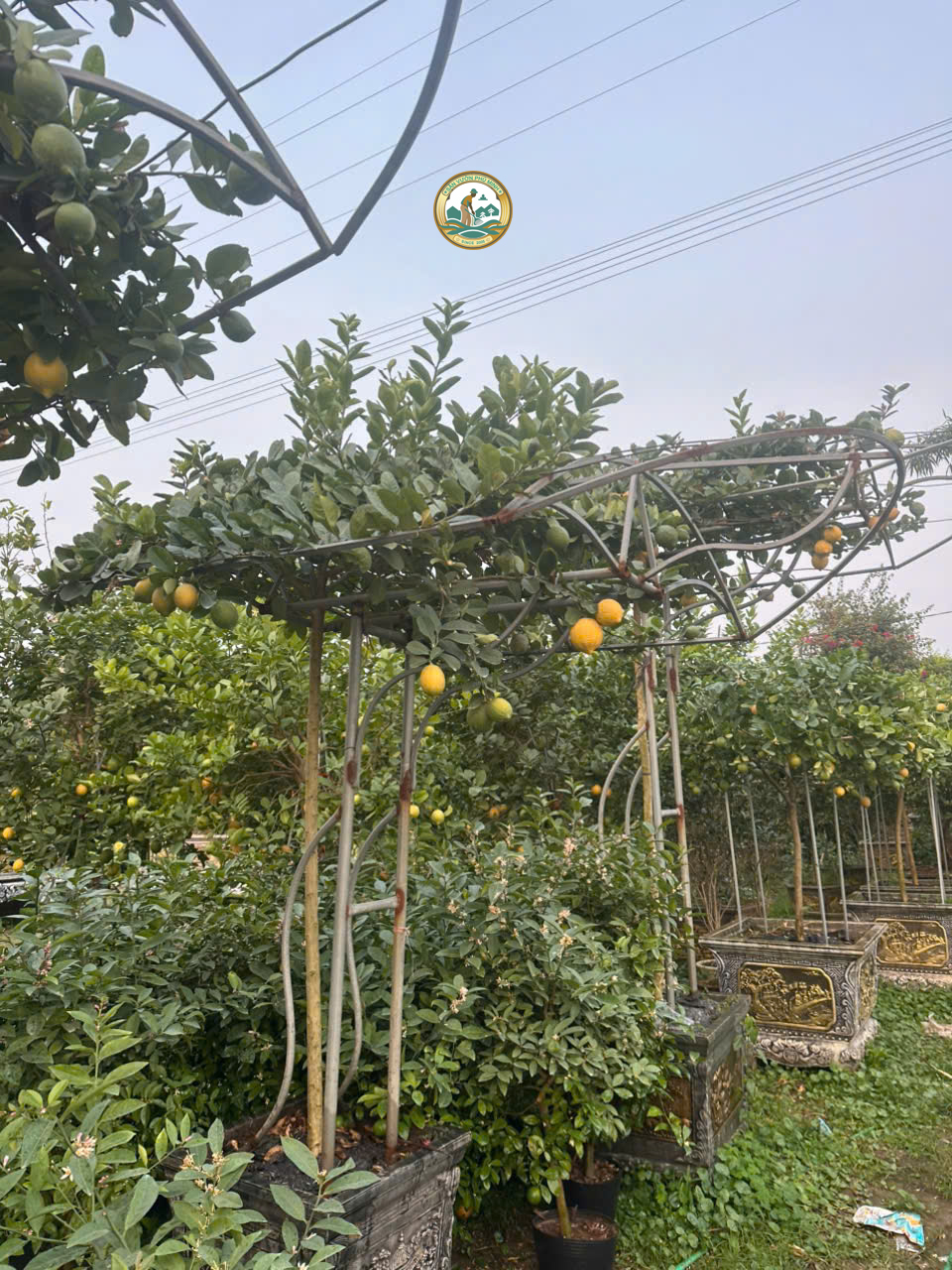 Cây chanh mỹ tại Hà Nội