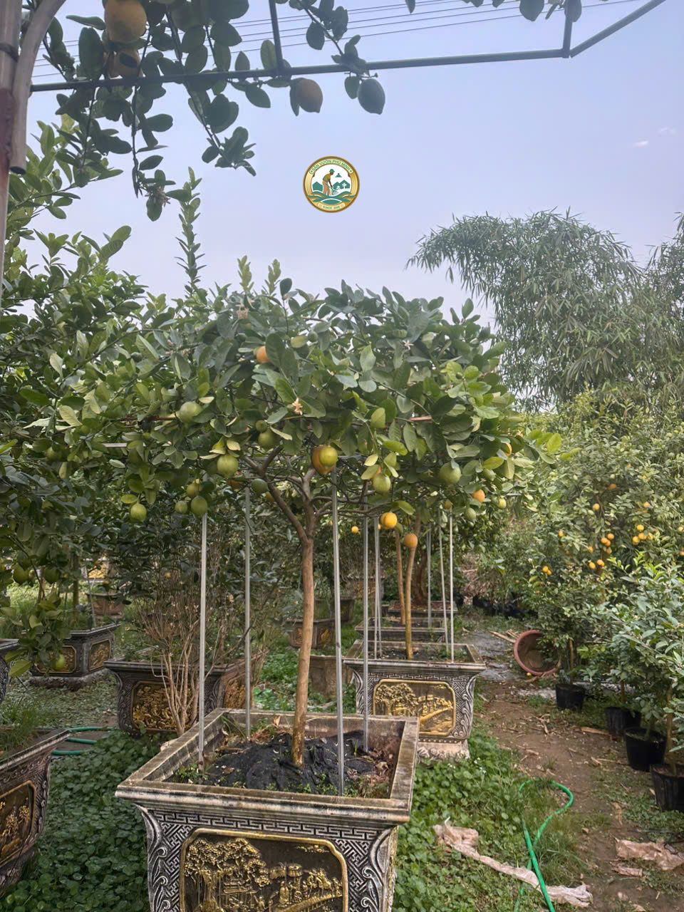 cây chanh vàng mỹ