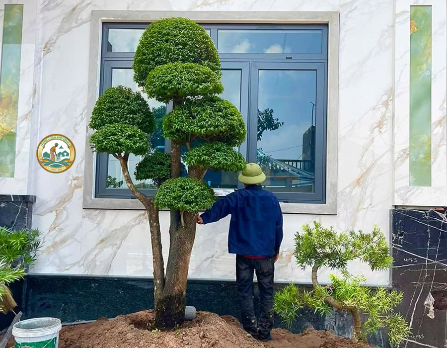 Dịch vụ Chăm sóc cây Mai Chiếu Thủy