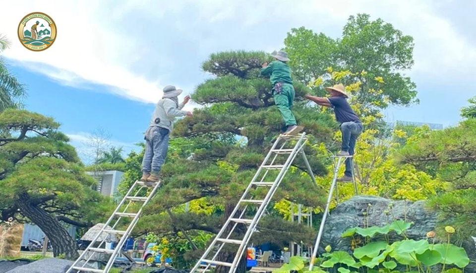 cắt tỉa cây xanh sân vườn tại Hà Nội